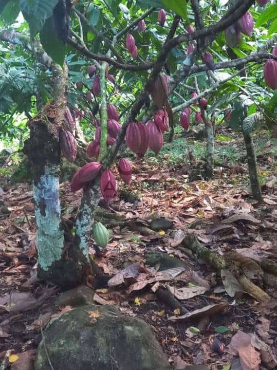 FAZENDA BARRO PRETO 59HA - ILHÉUS x ITAJUÍPE - Imagem 2