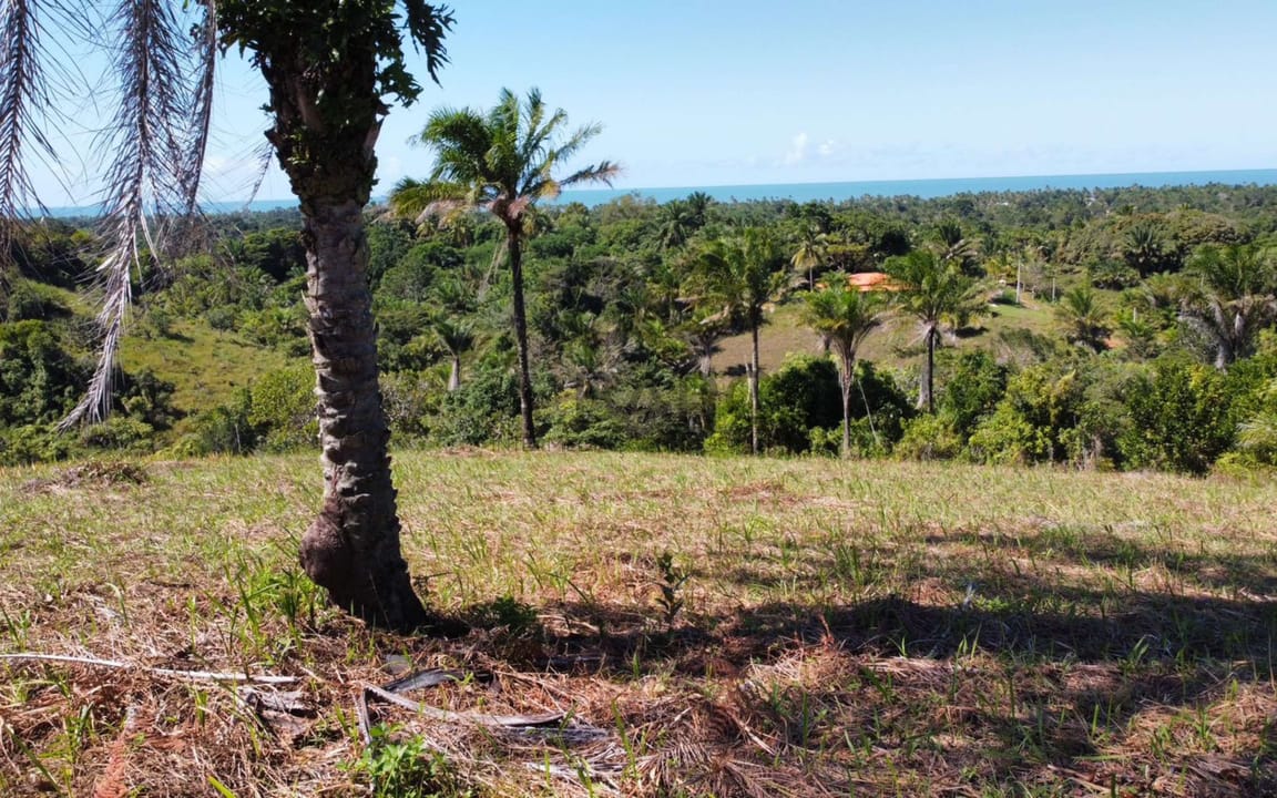 SÍTIO BELA VISTA 2.231 HA - ARITAGUÁ - ILHÉUS/BA - Imagem 4