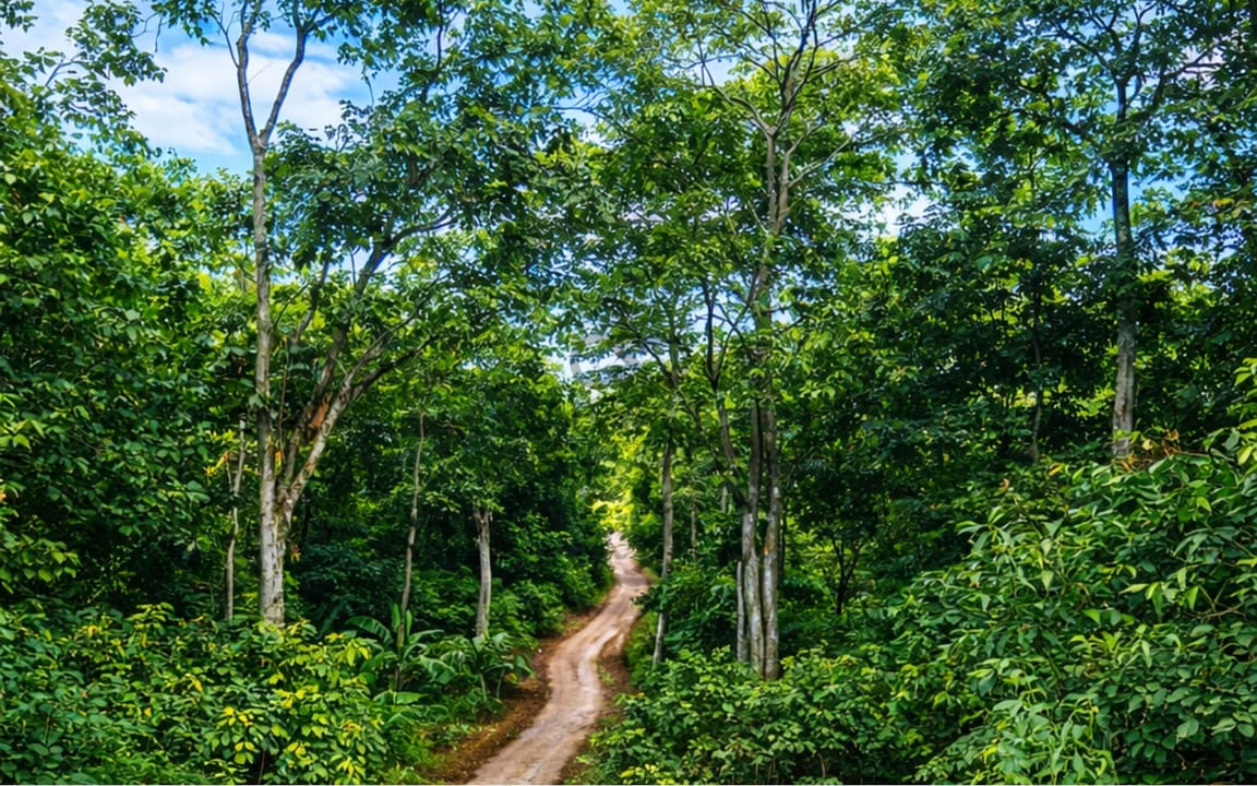 FAZENDA 3 GERAÇÕES 146HA - CÓRREGO DE AREIA - CAMACAN/BA