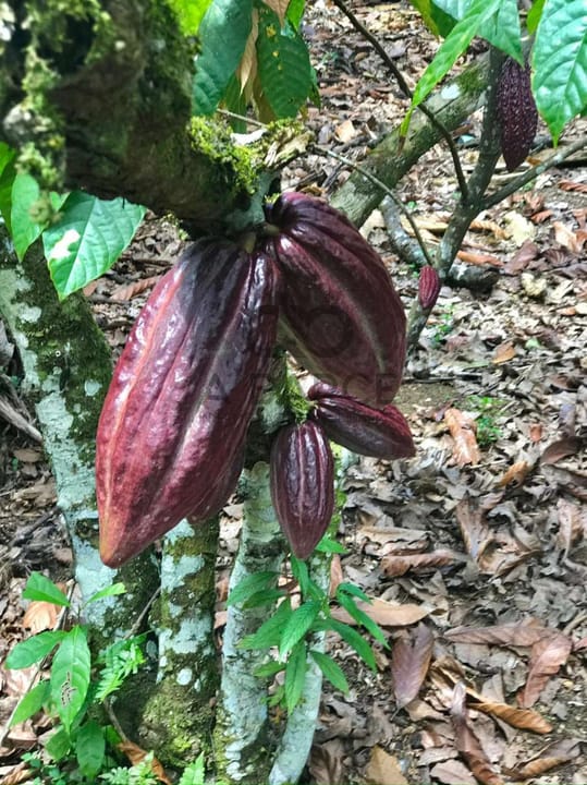FAZENDA SÃO JOÃO 44 HA - URUÇUCA/BA - Imagem 4