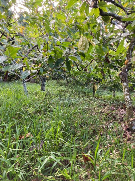 FAZENDA IBAITI  18 HA - BANCO DA VITÓRIA - ILHÉUS/BA - Imagem 4
