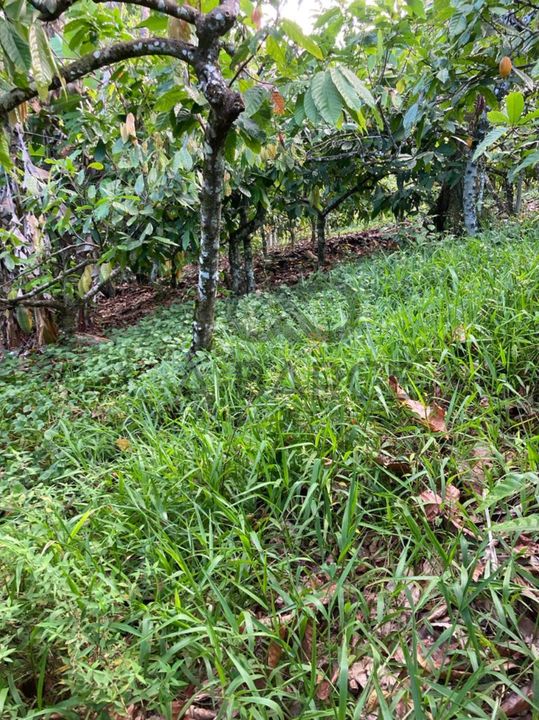 FAZENDA IBAITI  18 HA - BANCO DA VITÓRIA - ILHÉUS/BA - Imagem 3
