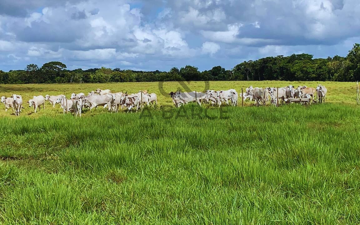 FAZENDA BOA SORTE 105 HECTARES - ALCOBAÇA/BA
