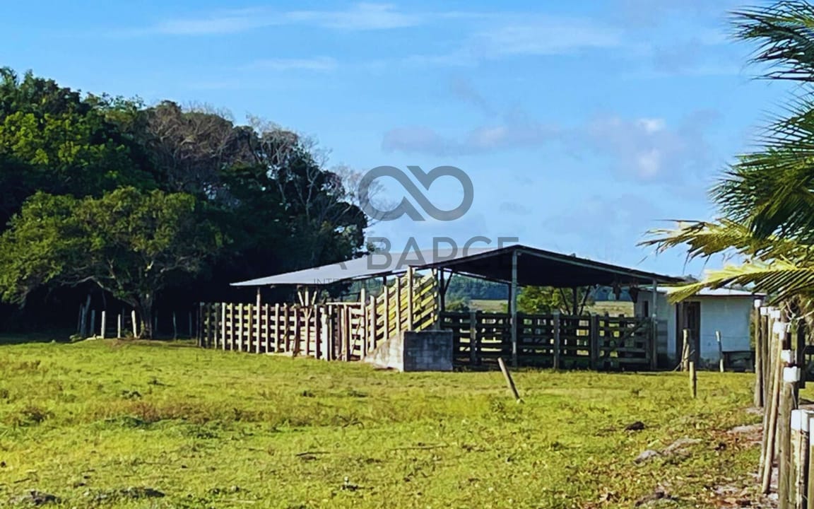 FAZENDA BOA SORTE 105 HECTARES - ALCOBAÇA/BA - Imagem 5