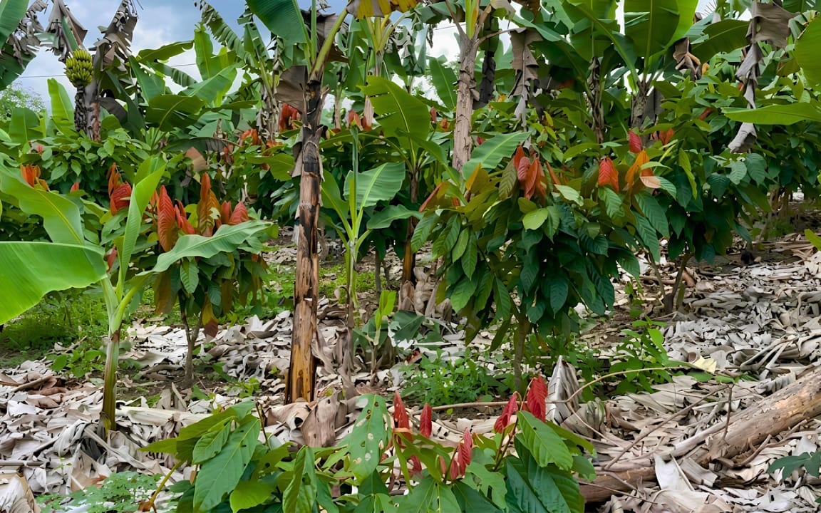 FAZENDA JUSSARA 52HA - BARRO PRETO - COARACI/BA - Imagem 2