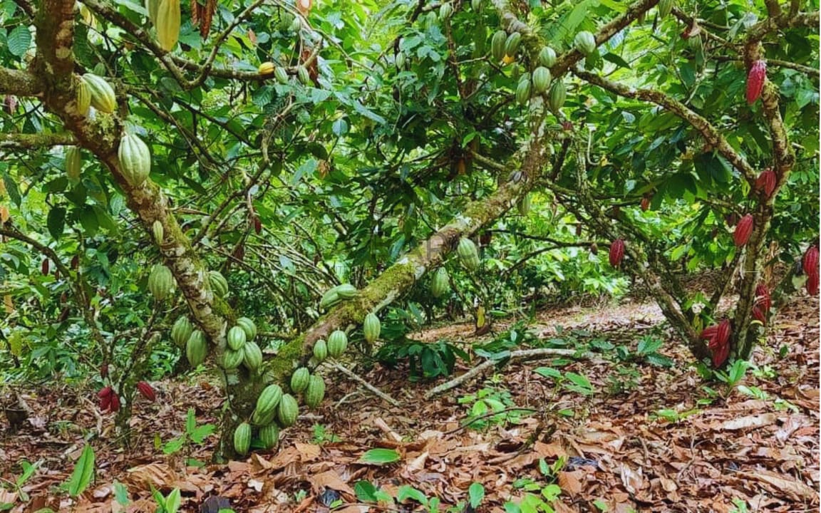 FAZENDA 660 HA - URUÇUCA/BA