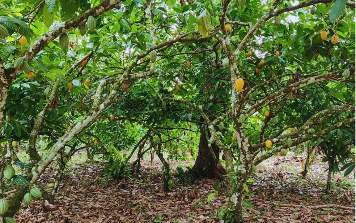 FAZENDA 660 HA - URUÇUCA/BA - Imagem 4