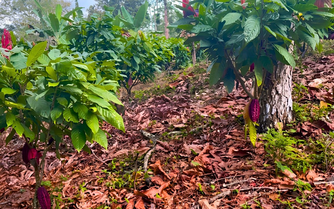 FAZENDA JUSSARA 52HA - BARRO PRETO - COARACI/BA - Imagem 3