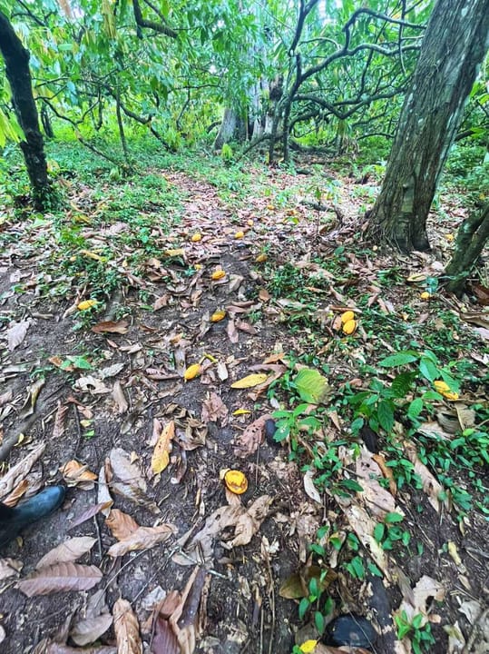 FAZENDA MARANATA 165 HA - ILHÉUS x ITAJUIPE - Imagem 3