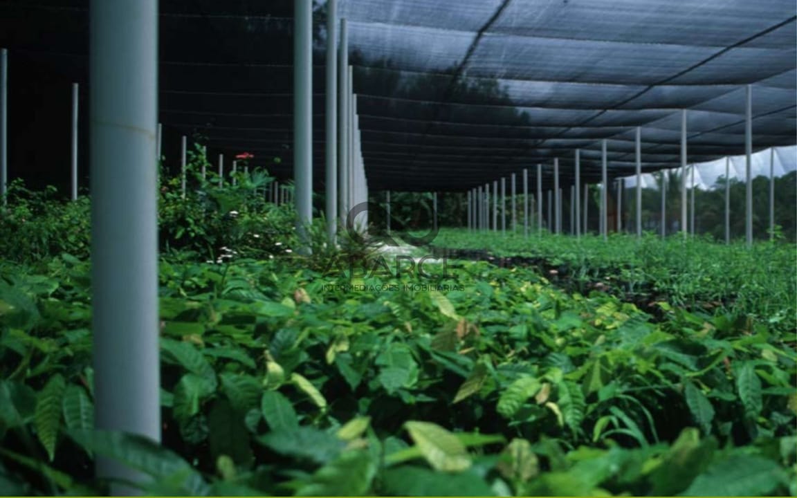 FAZENDA BOLANDEIRA 4.388 HA - UNA/BA - Imagem 5