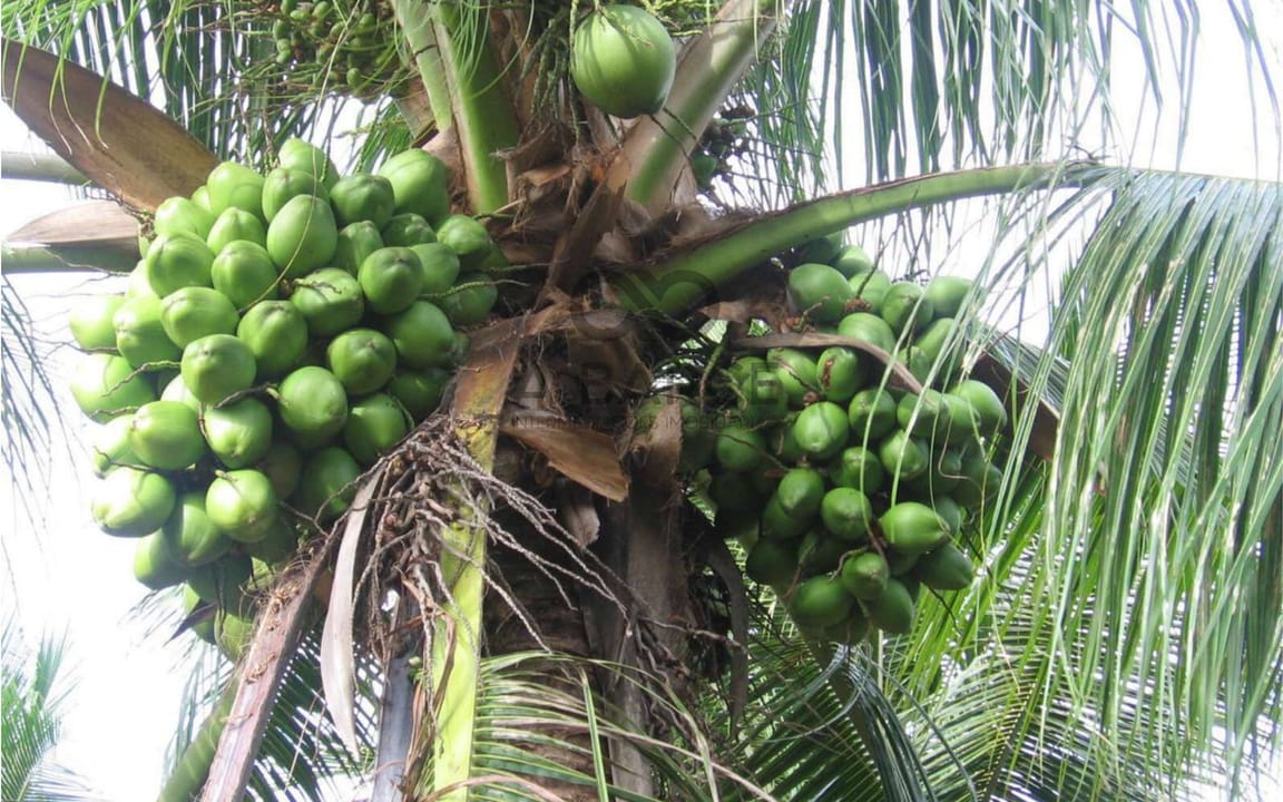 FAZENDA MUMBUCA 65 HA - LITORAL NORTE - SALVADOR/BA - Imagem 4