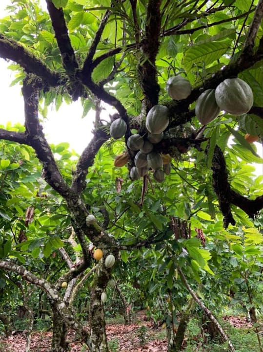 FAZENDA BELA VITÓRIA 310 HA - UNA/BA