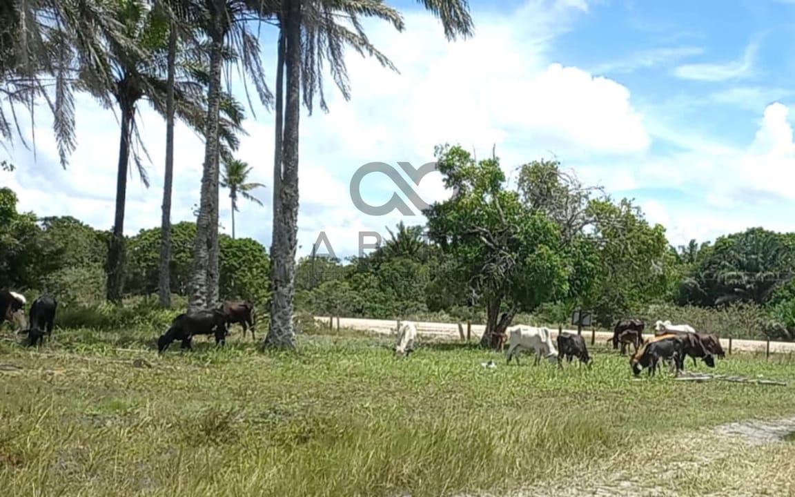 ESTÂNCIA SANTA FÉ 152HA - CANAVIEIRAS/BA