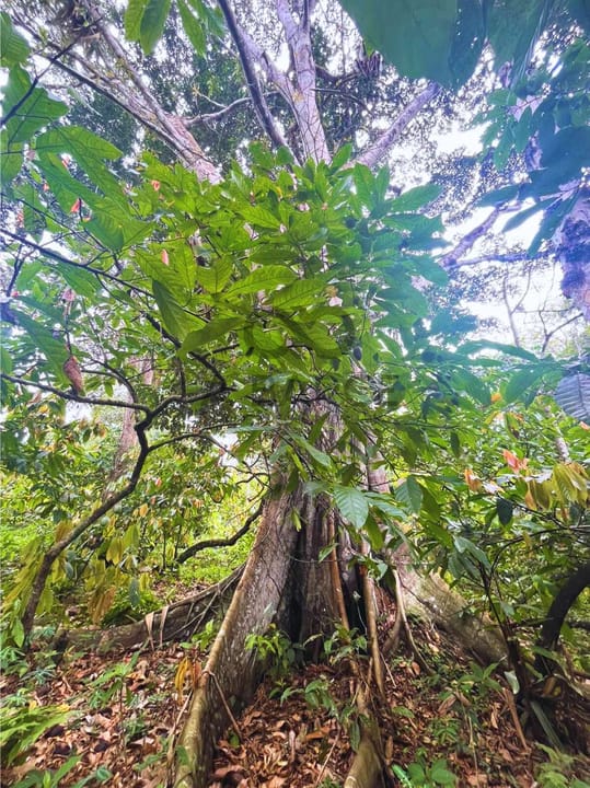 FAZENDA MARANATA 165 HA - ILHÉUS x ITAJUIPE - Imagem 5