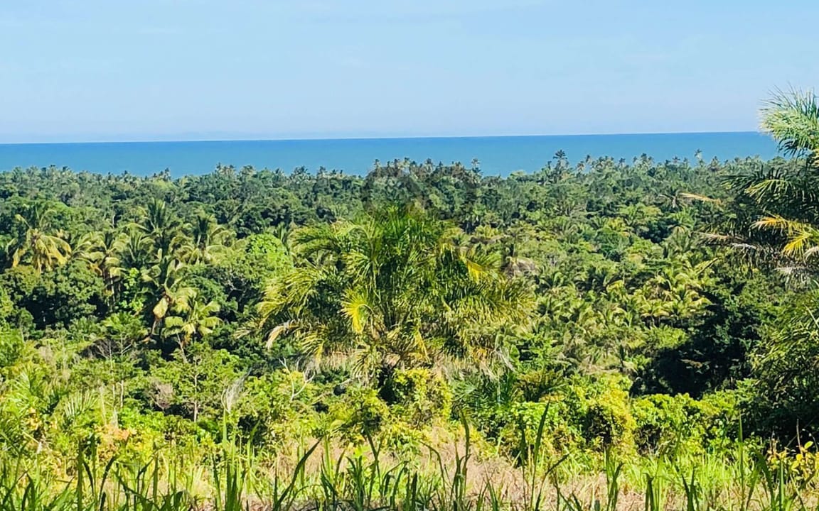 SÍTIO BELA VISTA 2.231 HA - ARITAGUÁ - ILHÉUS/BA - Imagem 3