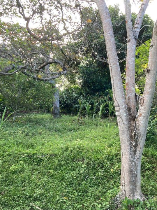 FAZENDA IBAITI  18 HA - BANCO DA VITÓRIA - ILHÉUS/BA - Imagem 2