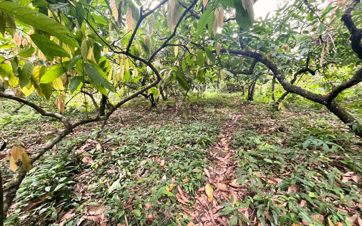 FAZENDA MARANATA 165 HA - ILHÉUS x ITAJUIPE - Imagem 2