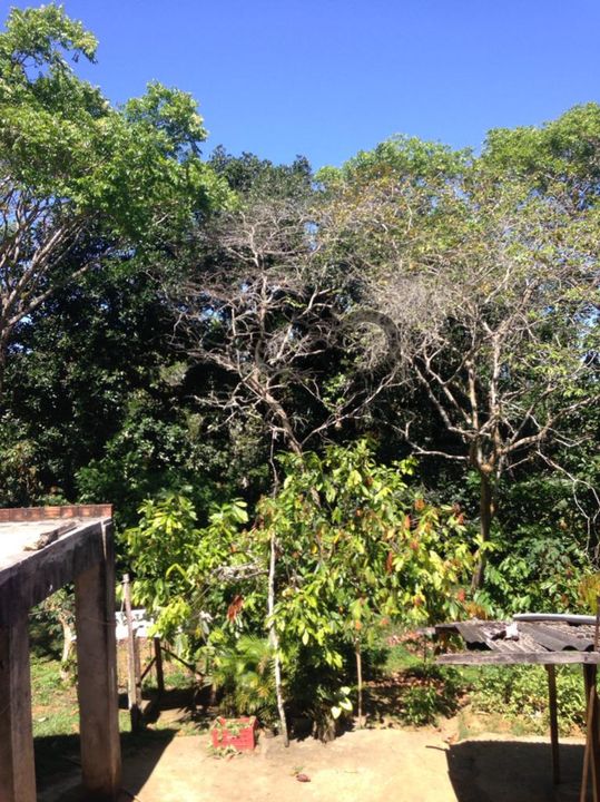 FAZENDA IBAITI  18 HA - BANCO DA VITÓRIA - ILHÉUS/BA - Imagem 5