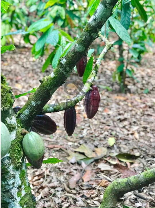 FAZENDA SÃO JOÃO 44 HA - URUÇUCA/BA - Imagem 3