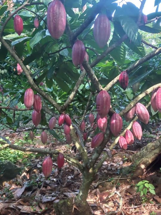 FAZENDA BARRO PRETO 59HA - ILHÉUS x ITAJUÍPE - Imagem 1