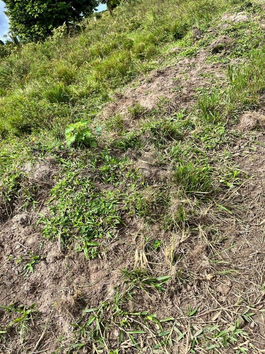 FAZENDA BOA ESPERANÇA 336 HA – OURICANA - CANAVIEIRAS/BA - Imagem 3