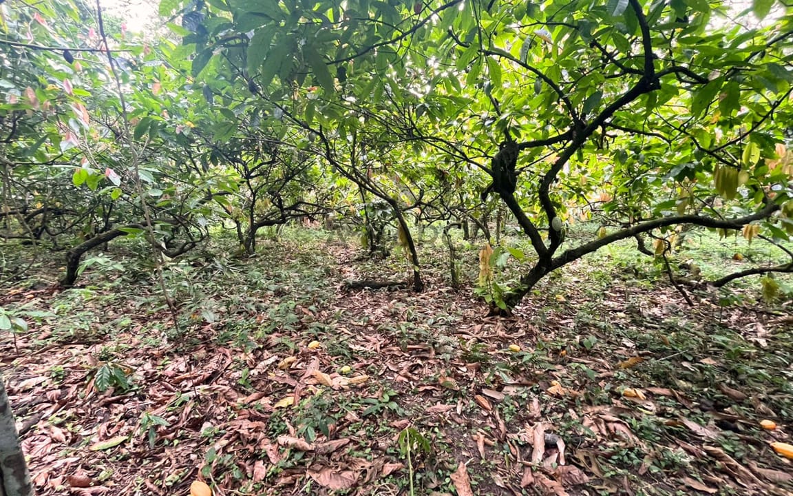 FAZENDA MARANATA 165 HA - ILHÉUS x ITAJUIPE - Imagem 4