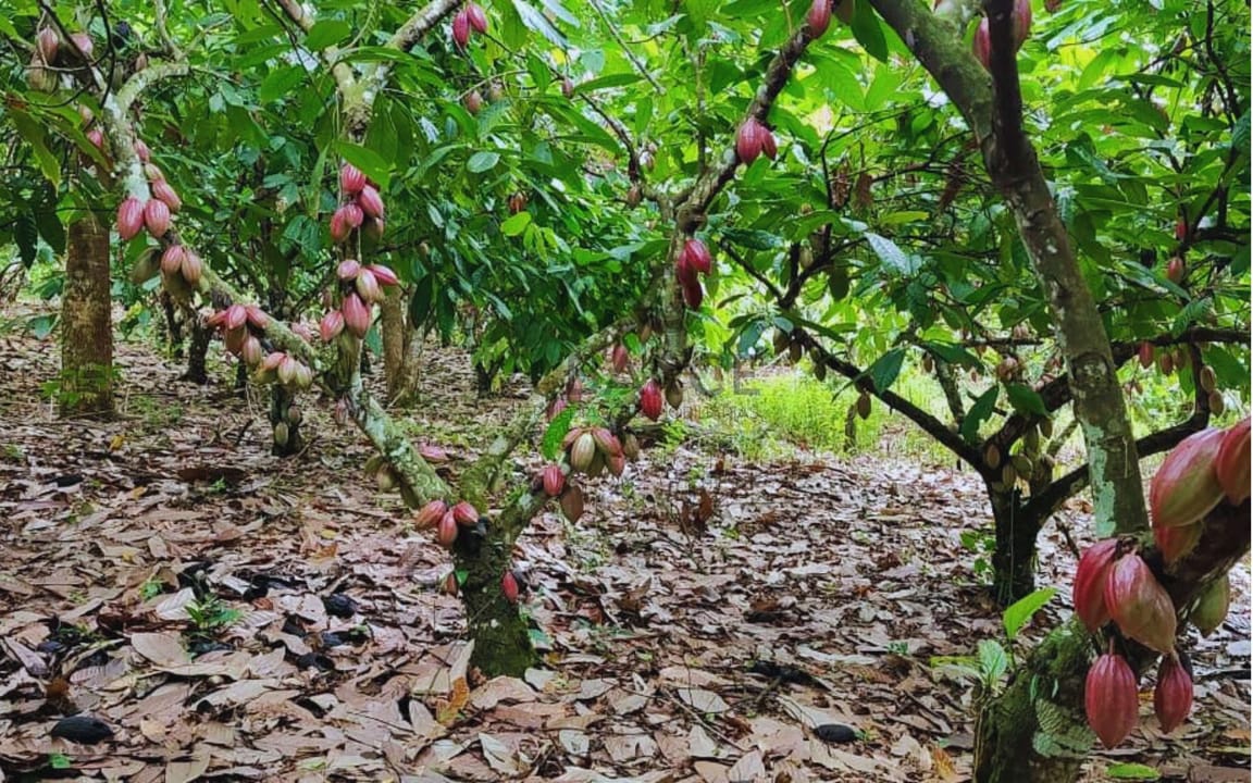FAZENDA 660 HA - URUÇUCA/BA - Imagem 5
